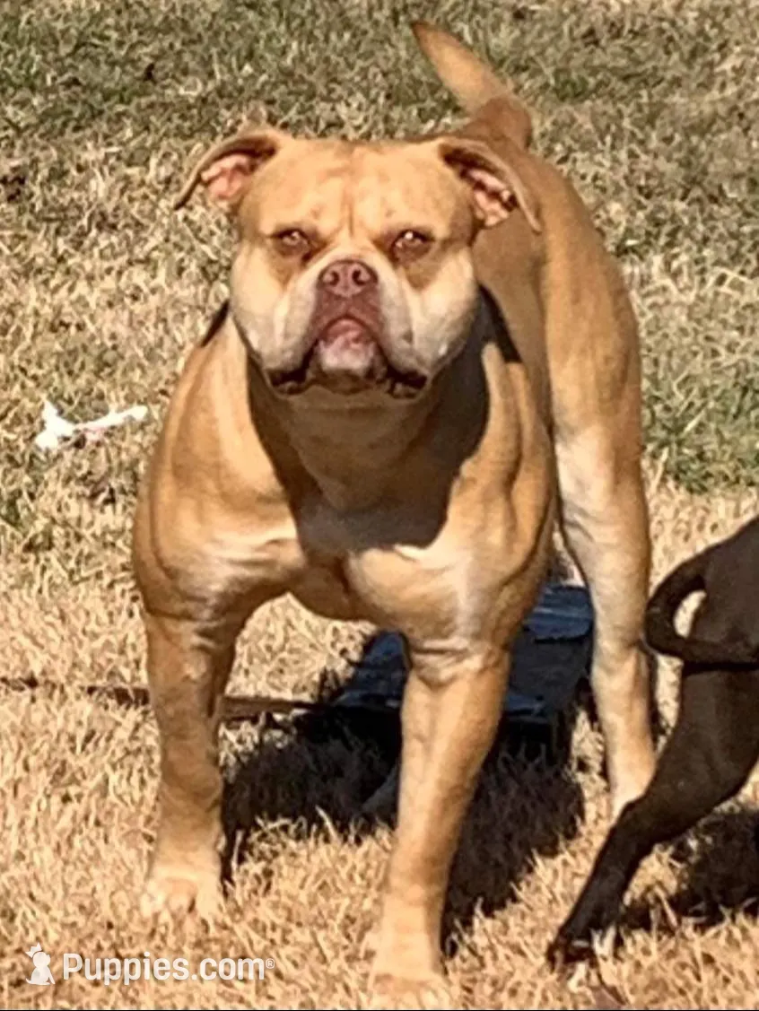 Wonder Woman , a female American Bulldog for sale in Nashville, TN – 2 of 8