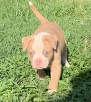 Wonder Woman , a female American Bulldog for sale in Nashville, TN – 2 of 9