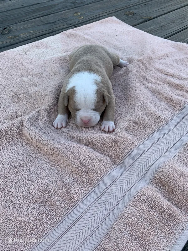 Wonder Woman  – American Bulldog puppy for sale in Nashville, TN