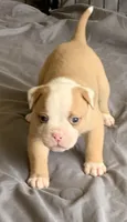 Pending , a male American Bulldog for sale in Nashville, TN – 2 of 8