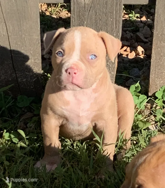 Paris  – American Bulldog puppy for sale in Nashville, TN
