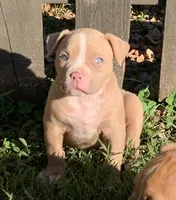 Paris , a female American Bulldog for sale in Nashville, TN – 1 of 7