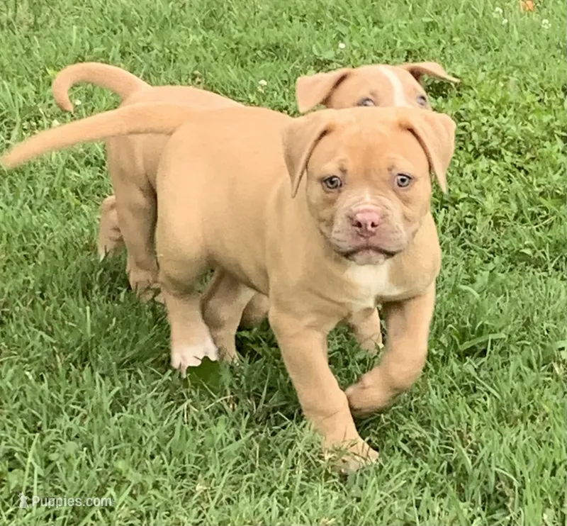 Daisy – American Bulldog puppy for sale in Nashville, TN