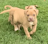 Daisy, a female American Bulldog for sale in Nashville, TN – 1 of 6