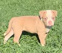 Wonder Woman , a female American Bulldog for sale in Nashville, TN – 5 of 9