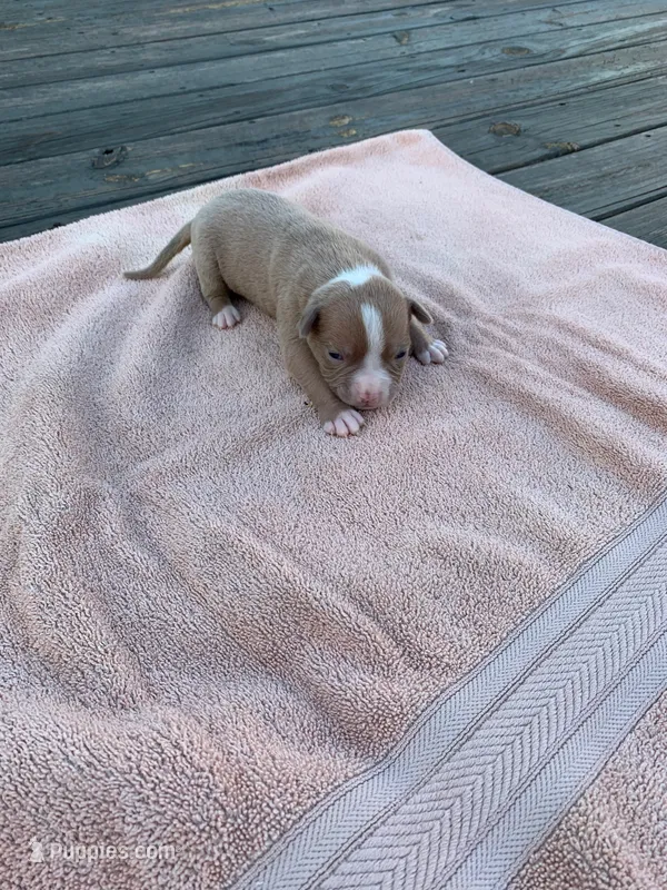 Paris  – American Bulldog puppy for sale in Nashville, TN