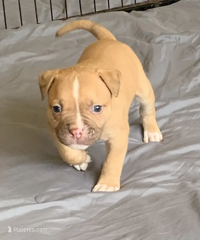 Pete  – American Bulldog puppy for sale in Nashville, TN