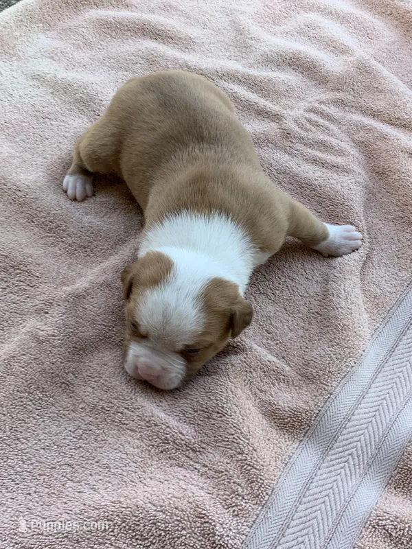Bane  – American Bulldog puppy for sale in Nashville, TN