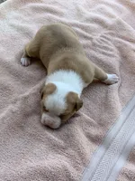 Bane , a male American Bulldog for sale in Nashville, TN – 1 of 9