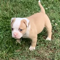 Spike , a male American Bulldog for sale in Nashville, TN – 3 of 8
