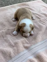 Bane , a male American Bulldog for sale in Nashville, TN – 7 of 9