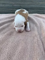 Eleven , a female American Bulldog for sale in Nashville, TN – 6 of 7