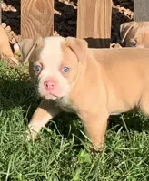 Wonder Woman , a female American Bulldog for sale in Nashville, TN – 3 of 9