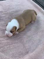 Spike , a male American Bulldog for sale in Nashville, TN – 8 of 8