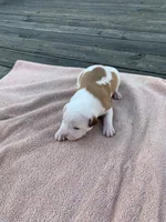 Eleven , a female American Bulldog for sale in Nashville, TN – 7 of 7