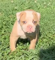 Spike , a male American Bulldog for sale in Nashville, TN – 2 of 8