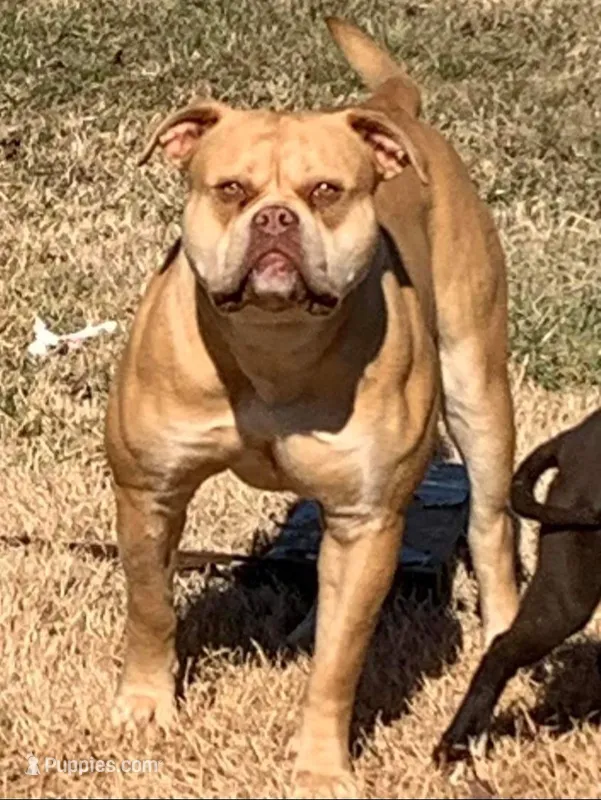 Paris  – American Bulldog puppy for sale in Nashville, TN