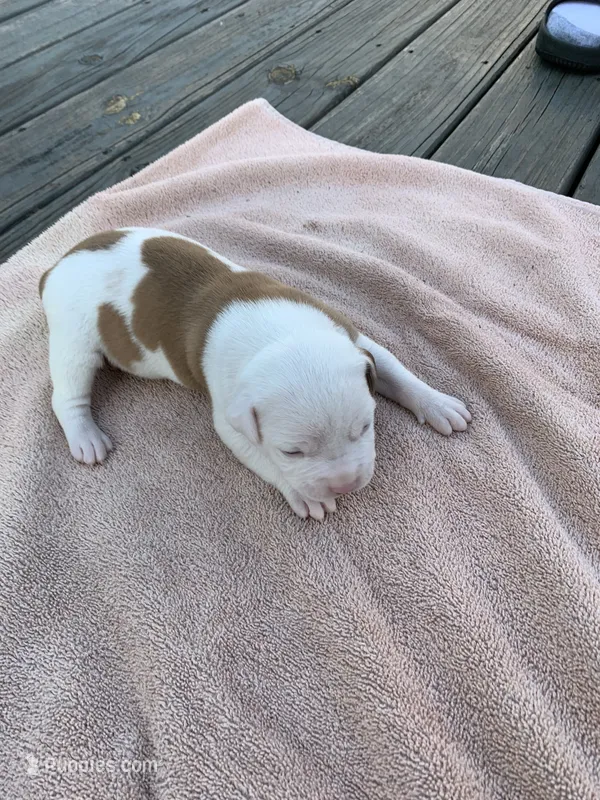 Eleven  – American Bulldog puppy for sale in Nashville, TN