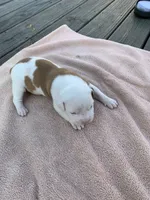 Eleven , a female American Bulldog for sale in Nashville, TN – 1 of 7