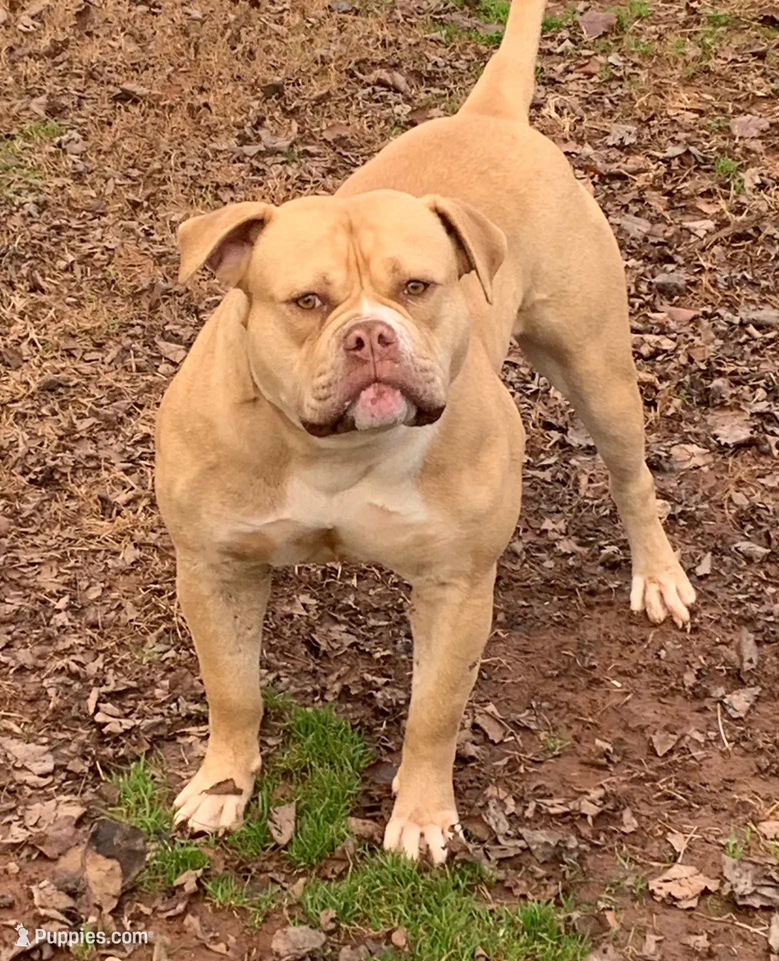 Spike , a male American Bulldog for sale in Nashville, TN – 3 of 8