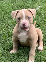 Paris , a female American Bulldog for sale in Nashville, TN – 2 of 8