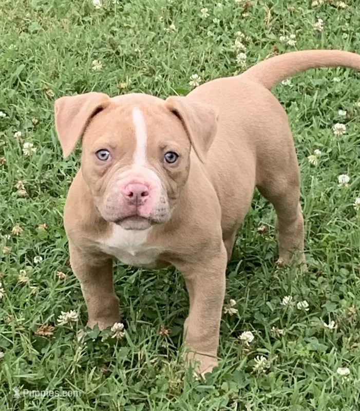 Paris  – American Bulldog puppy for sale in Nashville, TN
