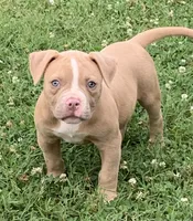 Paris , a female American Bulldog for sale in Nashville, TN – 1 of 8