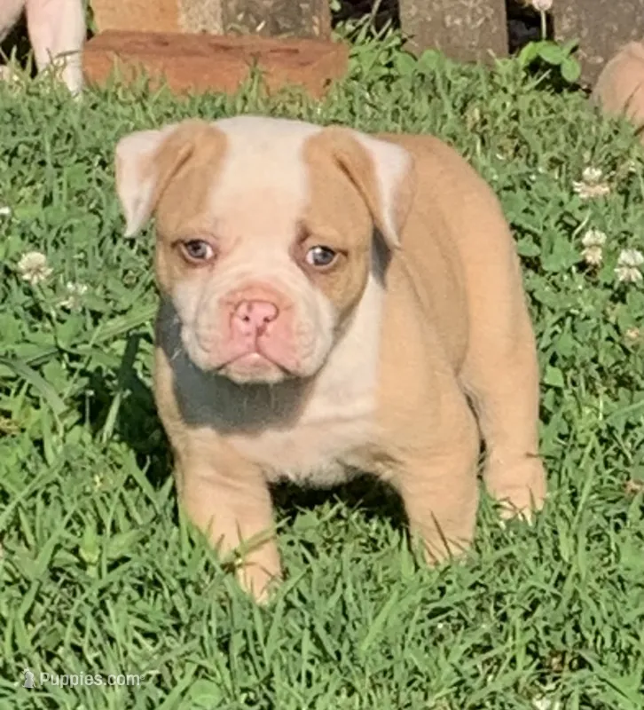 Spike  – American Bulldog puppy for sale in Nashville, TN
