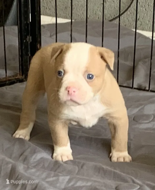 Wonder Woman  – American Bulldog puppy for sale in Nashville, TN
