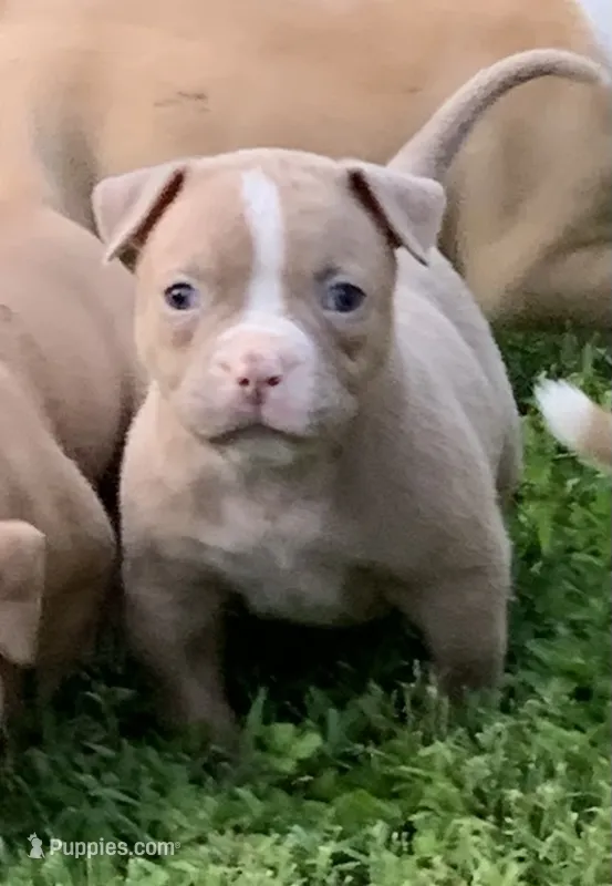 Paris  – American Bulldog puppy for sale in Nashville, TN