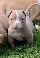Paris , a female American Bulldog for sale in Nashville, TN – 2 of 7