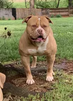 Paris , a female American Bulldog for sale in Nashville, TN – 4 of 8