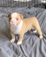 Pending , a male American Bulldog for sale in Nashville, TN – 3 of 8