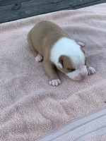 Spike , a male American Bulldog for sale in Nashville, TN – 7 of 8