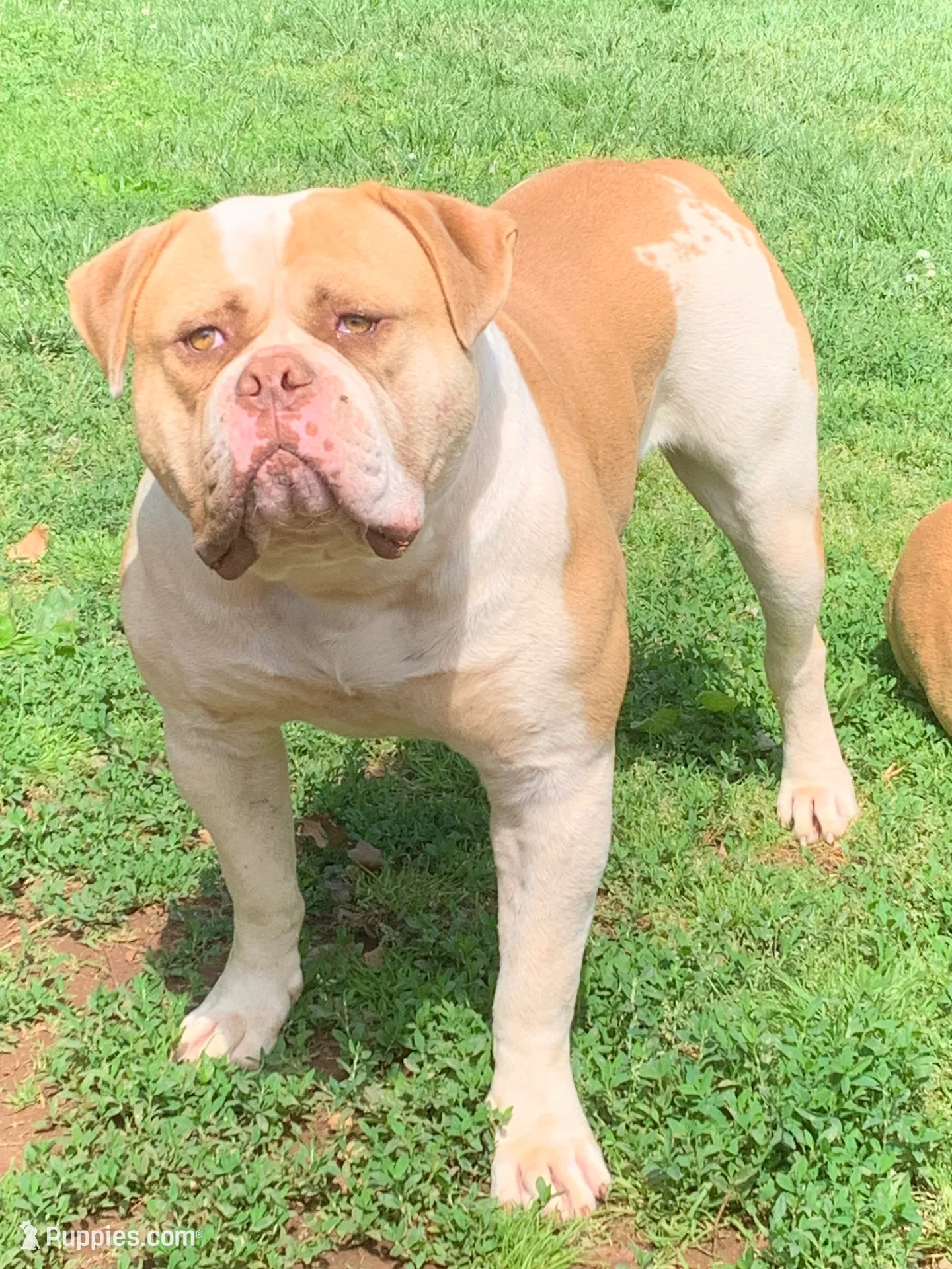Bane , a male American Bulldog for sale in Nashville, TN – 6 of 9