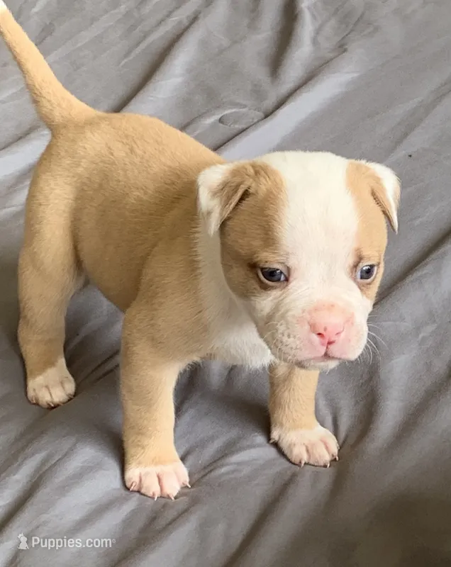 Spike  – American Bulldog puppy for sale in Nashville, TN