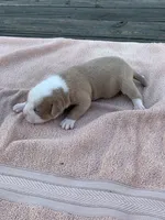 Wonder Woman , a female American Bulldog for sale in Nashville, TN – 7 of 8