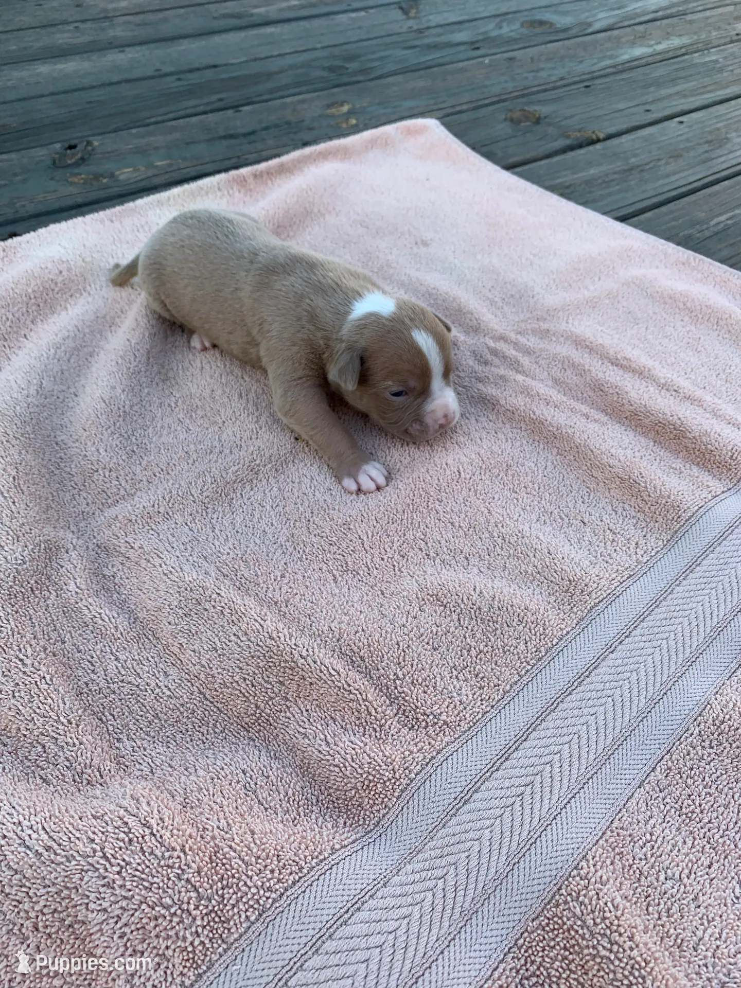 Paris , a female American Bulldog for sale in Nashville, TN – 8 of 8