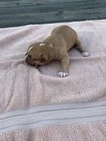 Pete , a male American Bulldog for sale in Nashville, TN – 6 of 7