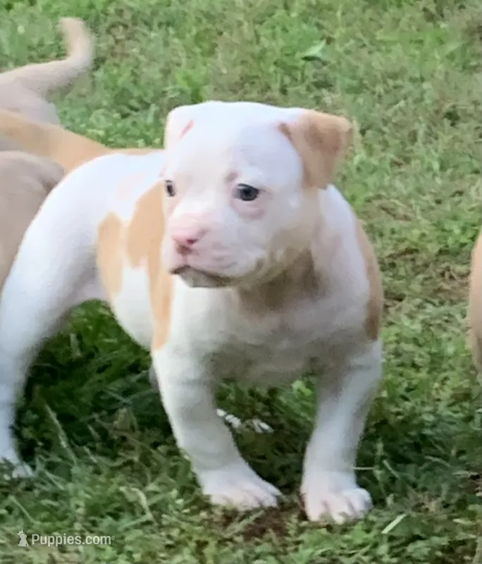 Eleven  – American Bulldog puppy for sale in Nashville, TN