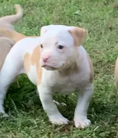 Eleven , a female American Bulldog for sale in Nashville, TN – 1 of 7