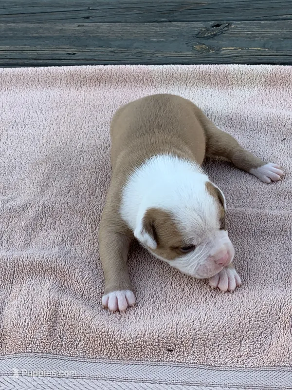 Spike  – American Bulldog puppy for sale in Nashville, TN