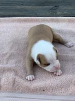 Spike , a male American Bulldog for sale in Nashville, TN – 1 of 8