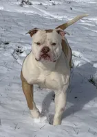 Daisy, a female American Bulldog for sale in Nashville, TN – 4 of 6