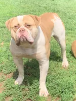 Daisy, a female American Bulldog for sale in Nashville, TN – 6 of 6