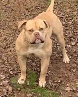 Daisy, a female American Bulldog for sale in Nashville, TN – 5 of 6