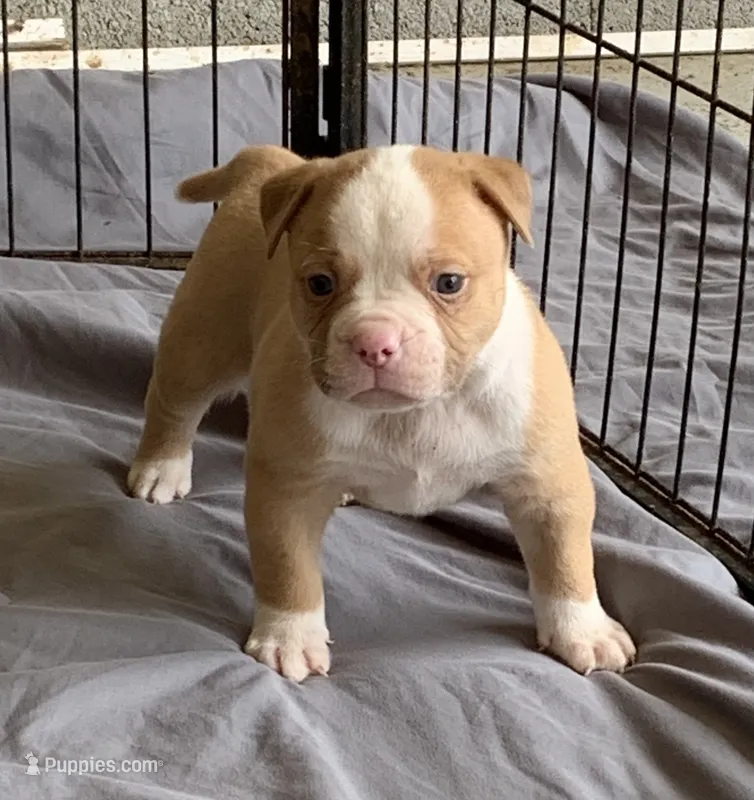 Bane  – American Bulldog puppy for sale in Nashville, TN