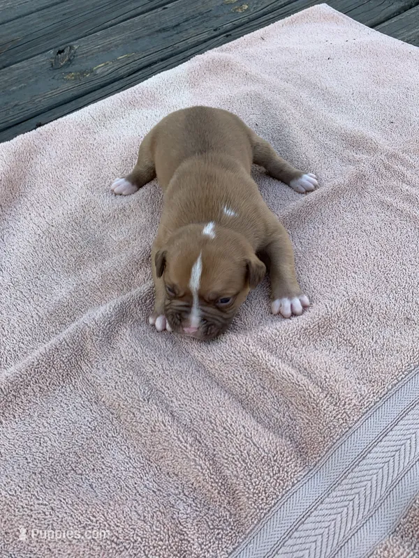 Pete  – American Bulldog puppy for sale in Nashville, TN