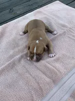 Pete , a male American Bulldog for sale in Nashville, TN – 1 of 7
