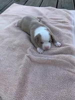 Wonder Woman , a female American Bulldog for sale in Nashville, TN – 8 of 8